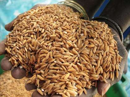 Rareté de l'urée dans la vallée: Les riziculteurs dans le désarroi Rareté de l'urée dans la vallée: Les riziculteurs dans le désarroi