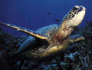 Langue de Barbarie : Naissance de 65 tortues marines migratrices
