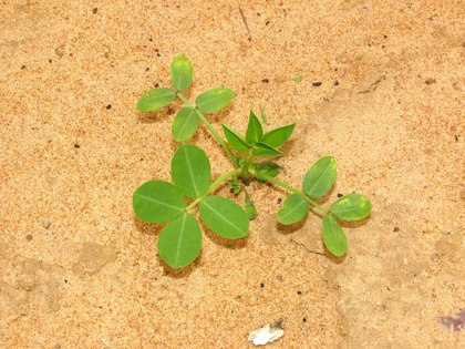CAMPAGNE AGRICOLE 2011/2012 :Développement végétatif satisfaisant dans la région CAMPAGNE AGRICOLE 2011/2012 :Développement végétatif satisfaisant dans la région