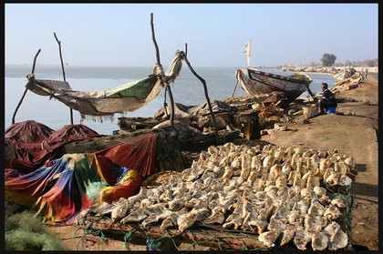 REPORTAGE: Production du poisson fumé à Guet-guet Ndar : La raréfaction de la production de la ressource plombe les actions des femmes