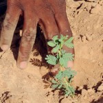 Le Collectif des Elèves et Etudiants de Pikine Saint-Louis (CEEP/SL) organise ses 72 Heures d’activités  de vacance les 30 Septembre, 1 et 2 Octobre 2011. Le Collectif des Elèves et Etudiants de Pikine Saint-Louis (CEEP/SL) organise ses 72 Heures d’activités  de vacance les 30 Septembre, 1 et 2 Octobre 2011.