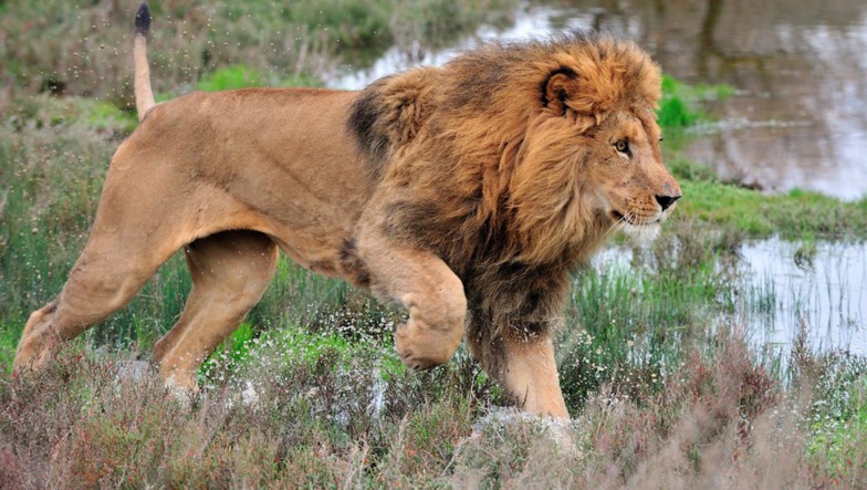 Trafic de grands félins : Nouveau coup de filet des Parcs nationaux ! Trafic de grands félins : Nouveau coup de filet des Parcs nationaux !