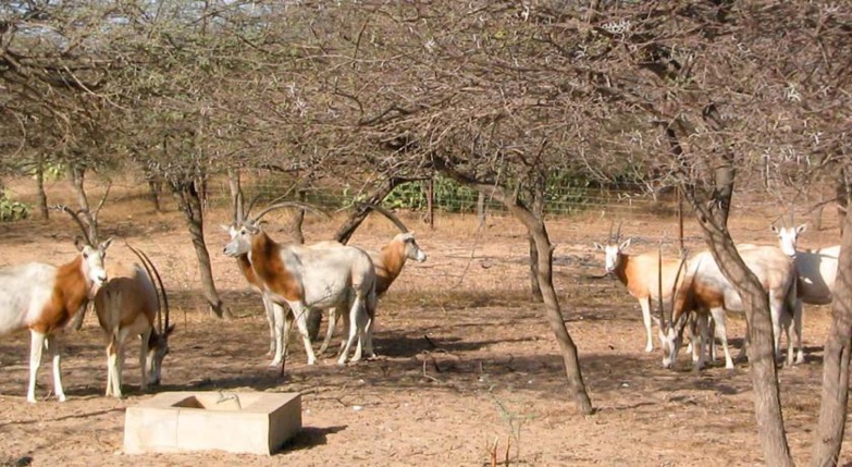 Plaidoyer pour la préservation de la réserve de Gueumbeul Plaidoyer pour la préservation de la réserve de Gueumbeul