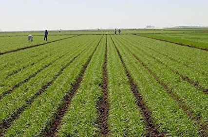 "Toutes les conditions réunies pour une bonne campagne agricole", assure le ministre Moussa BALDÉ