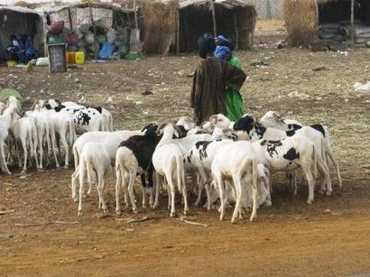 Tabaski au Sénégal: il y aura deux fêtes cette année