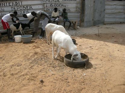 QUEL MOUTON DOIT-ON IMMOLER LE JOUR DE LA TABASKI ? Oustaz Assane Seck, islamologue, revient sur les critères QUEL MOUTON DOIT-ON IMMOLER LE JOUR DE LA TABASKI ? Oustaz Assane Seck, islamologue, revient sur les critères