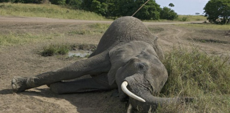Disparition accélérée des espèces : de l’importance de restaurer la biodiversité.