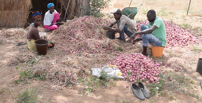 Des producteurs locaux en pleine récolte Des producteurs locaux en pleine récolte