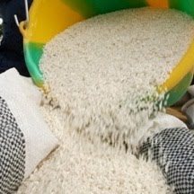 Delta et vallée du fleuve du SENEGAL : Les périmètres rizicoles attaqués par les oiseaux granivores Delta et vallée du fleuve du SENEGAL : Les périmètres rizicoles attaqués par les oiseaux granivores