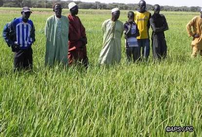 Des producteurs de riz de Dagana se mettent à de nouvelles techniques culturales