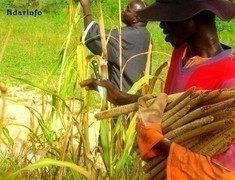 Un Conseiller de la Communauté rurale de Gandon s’insurge contre le Plan Takkal