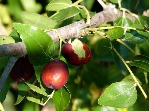 Recherche agricole : Du jujube aux dimensions de pomme grâce au greffage