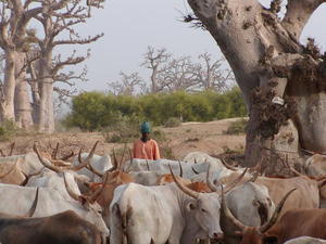 Risques d’affrontements entre éleveurs sénégalais et mauritaniens