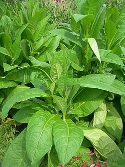 Santé : Les plantes au secours du tabagisme !
