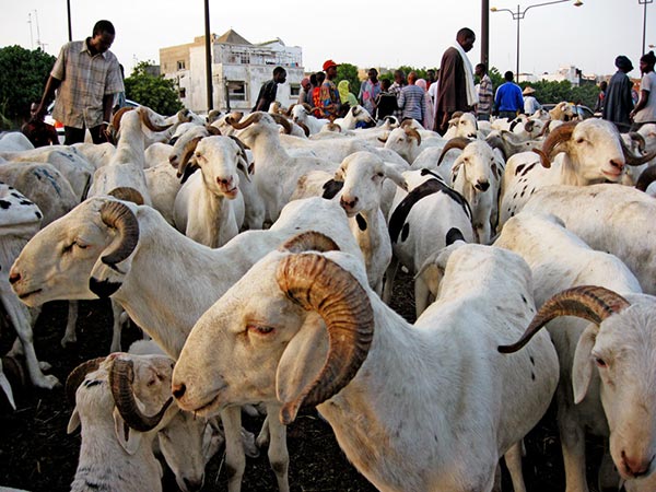 Saint-Louis : des assurances sur l’approvisionnement du marché en moutons