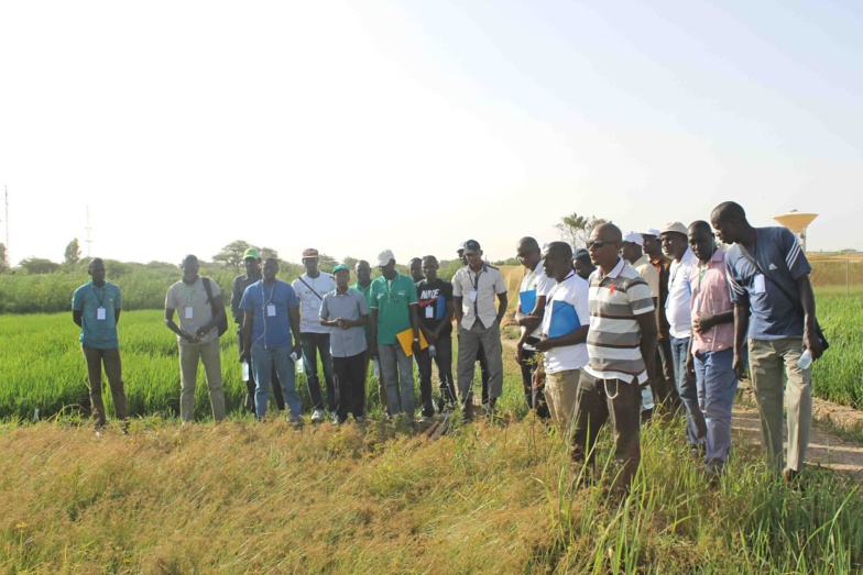 Déficit pluviométrique : le Directeur de l’Ancar Dagana affiche son inquiétude Déficit pluviométrique : le Directeur de l’Ancar Dagana affiche son inquiétude