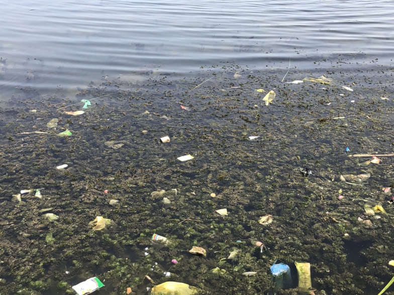 BANGO : dangereuse propagation des plantes envahissantes ! BANGO : dangereuse propagation des plantes envahissantes !