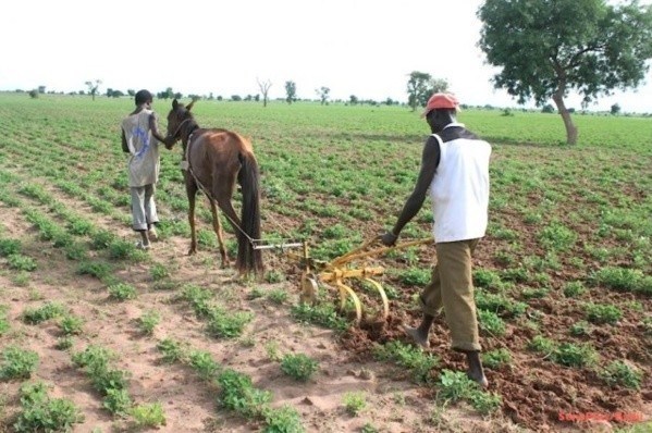 Maram KAIRÉ : "Notre agriculture ne doit plus dépendre de l'hivernage"