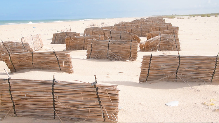 Protection de la Langue de Barbarie : un projet favorise le développement des dunes de sable sur l’AMP de Saint-Louis (vidéo) Protection de la Langue de Barbarie : un projet favorise le développement des dunes de sable sur l’AMP de Saint-Louis (vidéo)