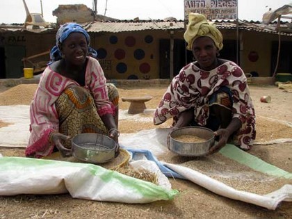 Production de riz local: les besoins nationaux estimés à 900 000 tonnes Production de riz local: les besoins nationaux estimés à 900 000 tonnes