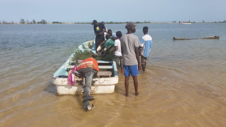 Lutte contre l'avancée de la mer : reboisement de plus de 2000 plants sur la zone du PNLB (photos)