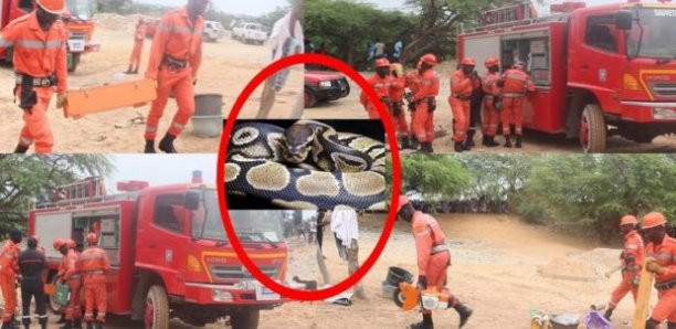 Panique à Guédiawaye: Le serpent de la terreur n’est pas encore capturé Panique à Guédiawaye: Le serpent de la terreur n’est pas encore capturé