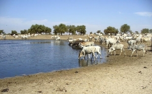 Contre un projet agricole de 26 000 hectares, les éleveurs de Dagana menacent : «Si à Podor il y a eu deux morts, ici il y aura des milliers de morts.»