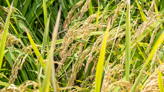 Mise au point par AfricaRice d’une technologie améliorée d’étuvage du riz Mise au point par AfricaRice d’une technologie améliorée d’étuvage du riz