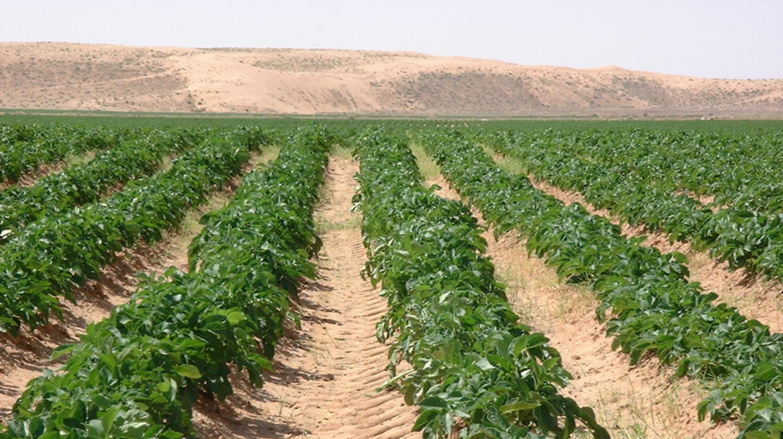 MBANE : des rongeurs attaquent les cultures MBANE : des rongeurs attaquent les cultures