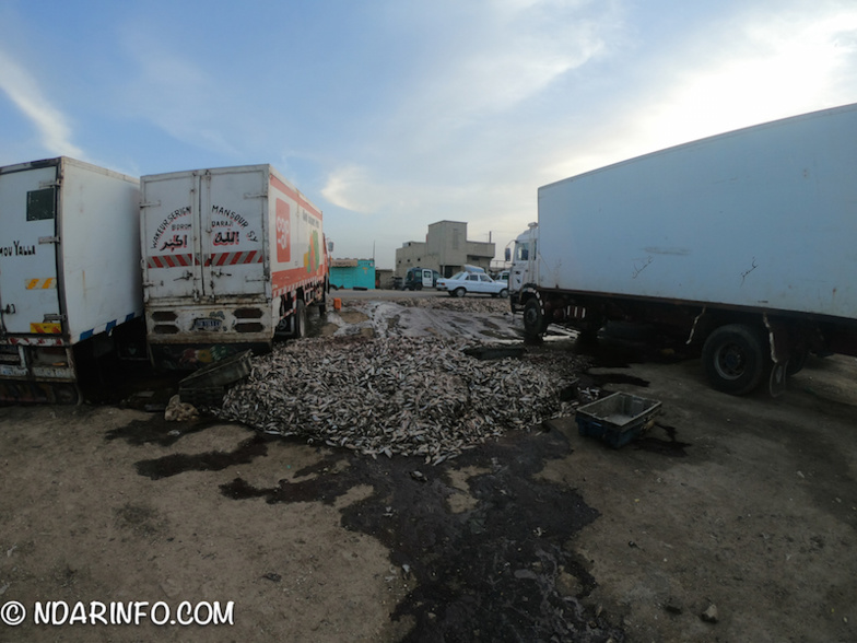 INDISCIPLINE : des milliers de poissons pourris déversés à l’entrée de Saint-Louis (photos) INDISCIPLINE : des milliers de poissons pourris déversés à l’entrée de Saint-Louis (photos)