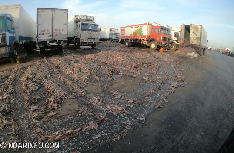 INDISCIPLINE : des milliers de poissons pourris déversés à l’entrée de Saint-Louis (photos)