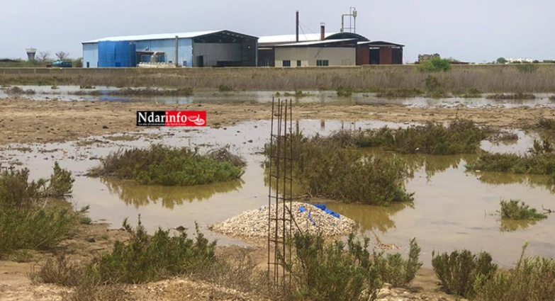 Sénégal : Greenpeace Afrique exige l’arrêt de l’attribution d’autorisations aux unités de production de farine de poisson Sénégal : Greenpeace Afrique exige l’arrêt de l’attribution d’autorisations aux unités de production de farine de poisson