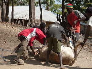 Serigne Modou Mbacké: "Wade a fait sacrifier 66 boeufs noirs et offert 500 millions aux marabouts pour obtenir un voter en sa faveur". Serigne Modou Mbacké: "Wade a fait sacrifier 66 boeufs noirs et offert 500 millions aux marabouts pour obtenir un voter en sa faveur".