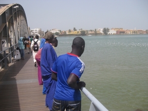 PHOTOS| Une étrange nuée d’oiseaux encerclent le pont Faidherbe PHOTOS| Une étrange nuée d’oiseaux encerclent le pont Faidherbe