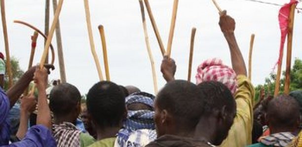 Podor : Un mort dans des affrontements entre agriculteurs et éleveurs