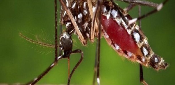 Alerte : 3 nouveaux cas de dengue détectés ... Alerte : 3 nouveaux cas de dengue détectés ...