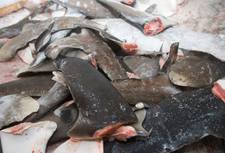 Réunion de la CICTA en Espagne : Les pays d’Afrique de l’ouest pour protéger le requin-taupe bleu, victime de la surpêche