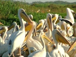 Le Nord Sénégal, de la grande côte à Saint-Louis