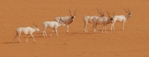 Le Nord Sénégal, de la grande côte à Saint-Louis