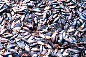 Farine de poisson : La réplique de Greenpeace au ministre de la Pêche Farine de poisson : La réplique de Greenpeace au ministre de la Pêche