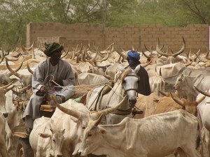 Destruction de la ferme de Wade à Diokoul Diawrigne: Les 12 paysans restent en prison