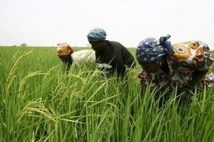 Riz : les producteurs de la vallée sollicite un accompagnement de l’Etat Riz : les producteurs de la vallée sollicite un accompagnement de l’Etat