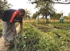 Le gouvernement annonce une subvention de 34,5 milliards FCFA pour la campagne agricole  2011-2012 :