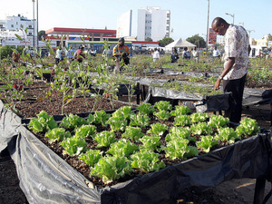 Saint-Louis- Horticolture: La CFAHS s’engage à produire 100.000 tonnes  en 2015