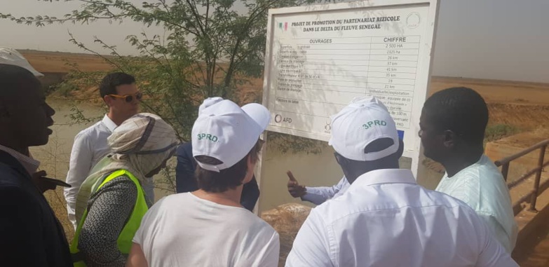 RIZICULTURE DANS LA VALLÉE : Des parlementaires français séduits par les résultats probants du 3PRD