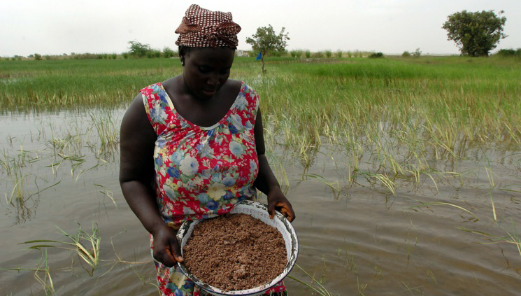 ACCÈS AU FONCIER RURAL : les femmes du WALO ne veulent plus de "miettes" (vidéo)