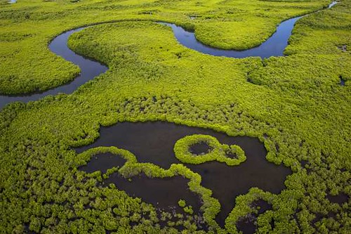 La Gambie et le Sénégal décident de s’unir pour préserver leur mangrove