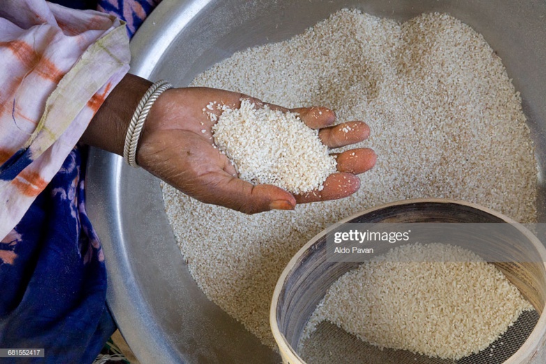 Du riz impropre à la consommation récolté par les riziculteurs à Ndioum Du riz impropre à la consommation récolté par les riziculteurs à Ndioum