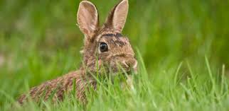 Sénégal : Suspicions d’apparition de 30 foyers de la maladie hémorragique du lapin (ministère)