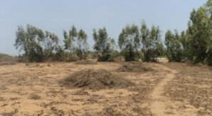 Saint-Louis- Fanaye- Projet Sen Ethanol : Macky Sall prêt à réactiver le projet enterré par Wade Saint-Louis- Fanaye- Projet Sen Ethanol : Macky Sall prêt à réactiver le projet enterré par Wade